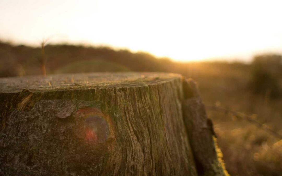 Repellendus vero sunt dolor rerum